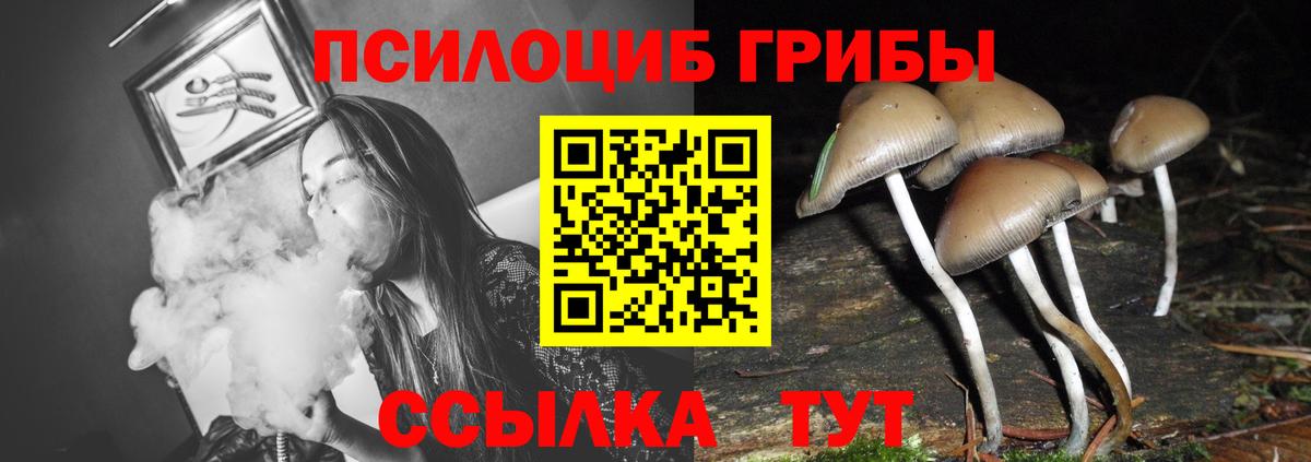 Псилоцибиновые грибы мицелий Полевской